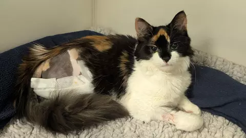 Cat with white chest and legs and black and tan face and body with shaved back end where her leg has been amputated